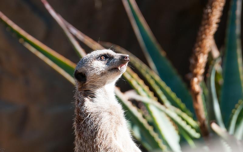 Meerkat (LAZooNov2015)