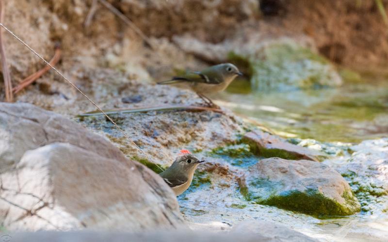 Ruby Crowned Kinglet (LAZooNov2015)-01