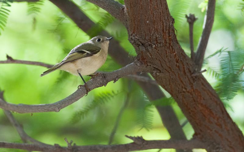 Ruby Crowned Kinglet (LAZooNov2015)-02