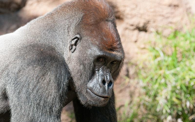 Western Lowland Gorilla (LAZooNov2015)-01