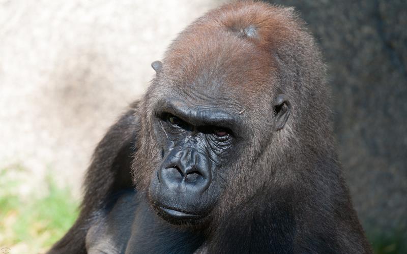 Western Lowland Gorilla (LAZooNov2015)-02