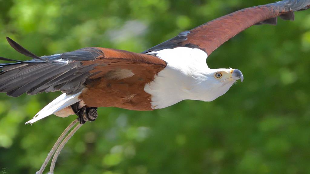 African Fish Eagle (LAZooApr2017)-01