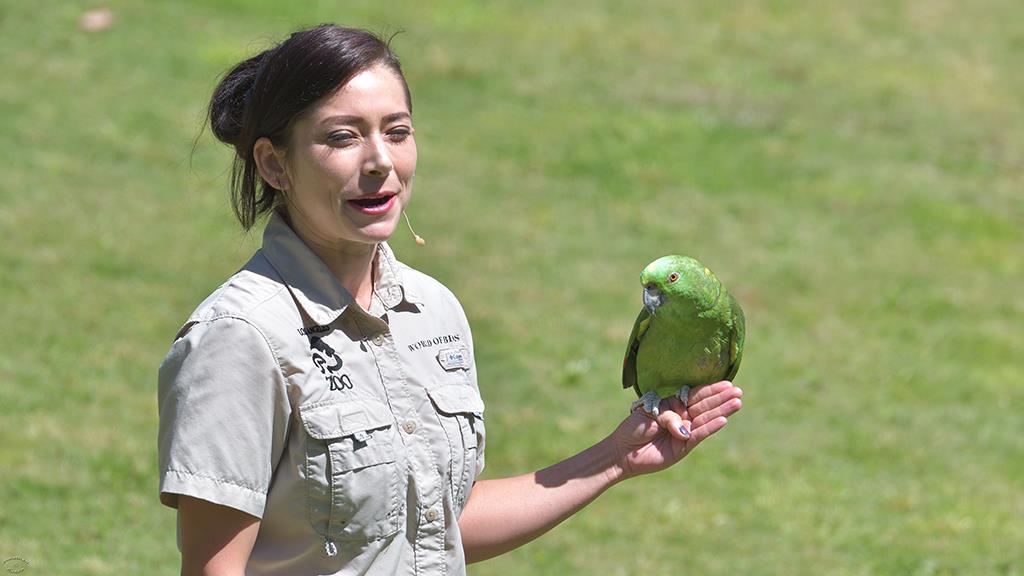 Amazon Parrot (LAZooApr2017)-01