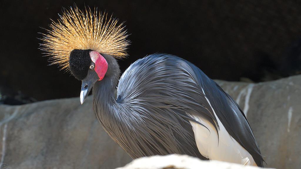 Black-crowned Crane (LAZooApr2017)-01