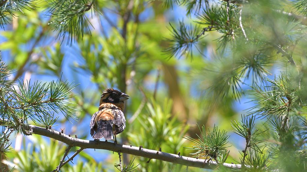 Black-headed Grosbeak (LAZooJun2017)-01