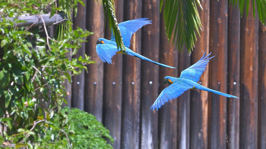 Blue Macaw (LAZooApr2017)-01