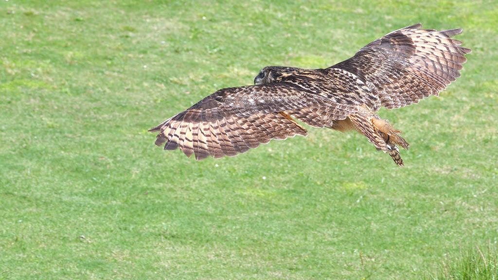 Eurasian Eagle Owl (LAZooApr2017)-01