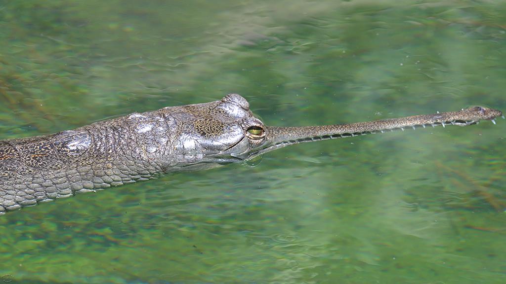 Gharial (LAZooJun2017)-01