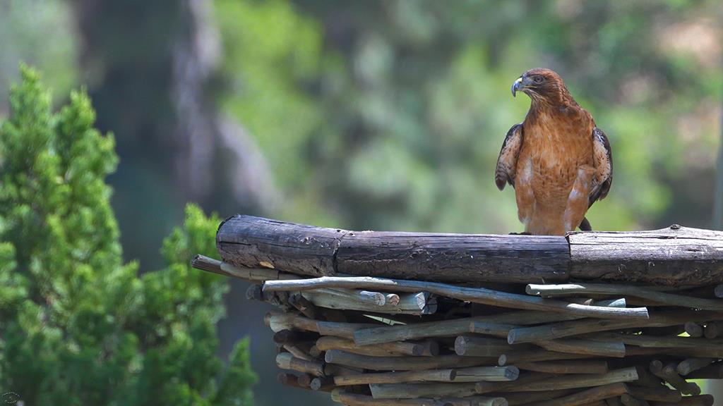 Harris Hawk (LAZooApr2017)-01