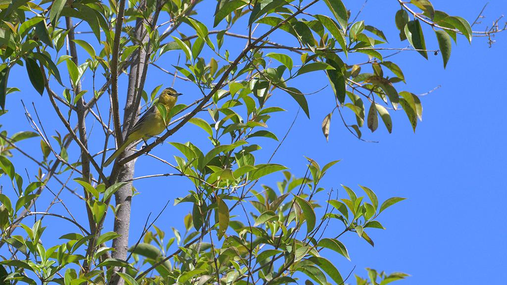 Hooded Oriole Female (LAZooApr2017)-01