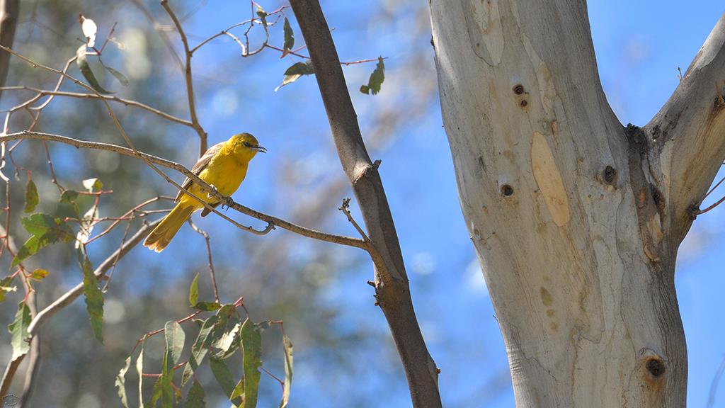 Hooded Oriole Female (LAZooApr2017)-02