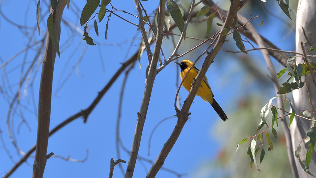 Hooded Oriole Male (LAZooApr2017)-01