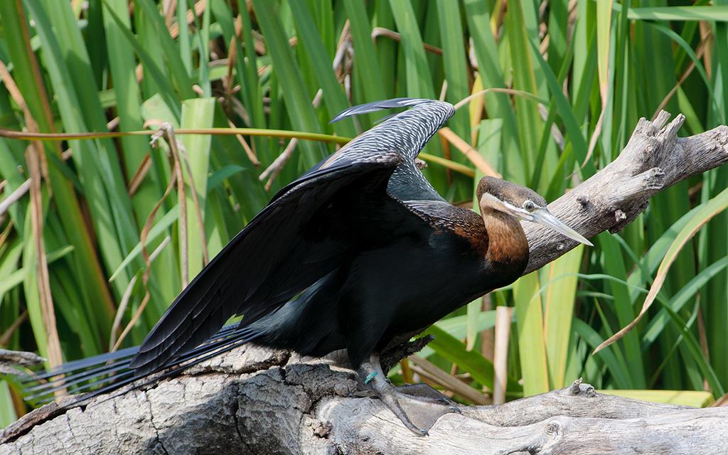 Anhinga