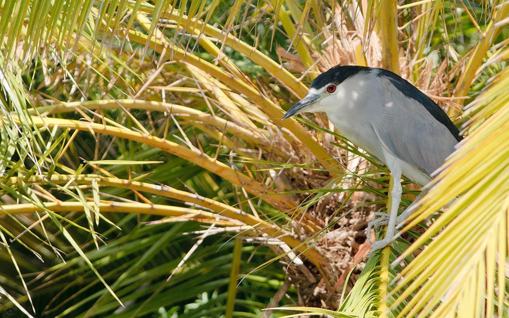 Black Crowned Night Heron-01