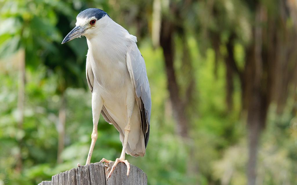 Black Crowned Night Heron-02