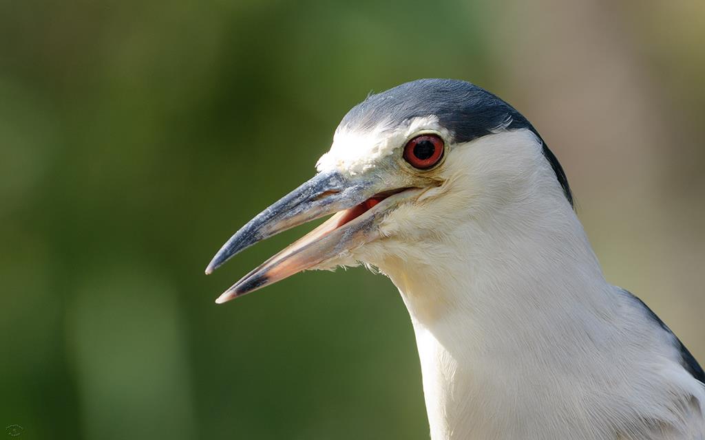 Black Crowned Night Heron-03