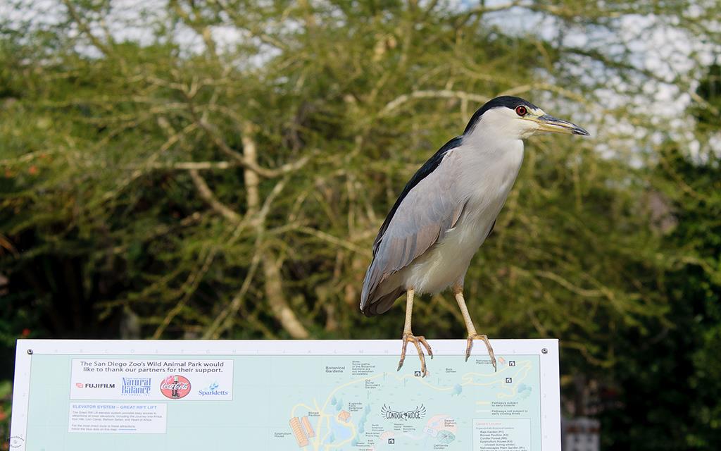 Black Crowned Night Heron-04