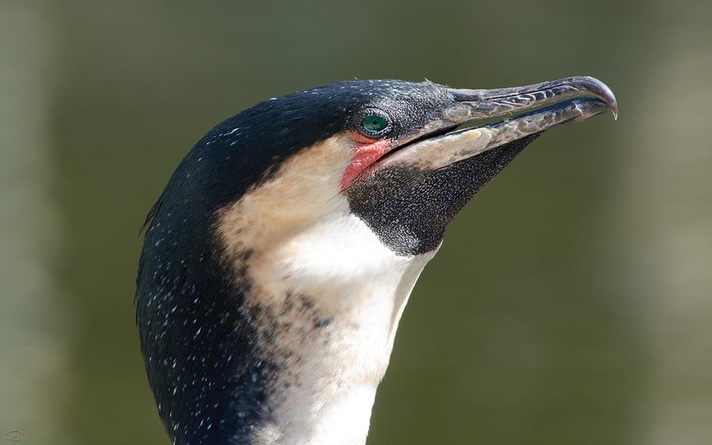 Cormorant