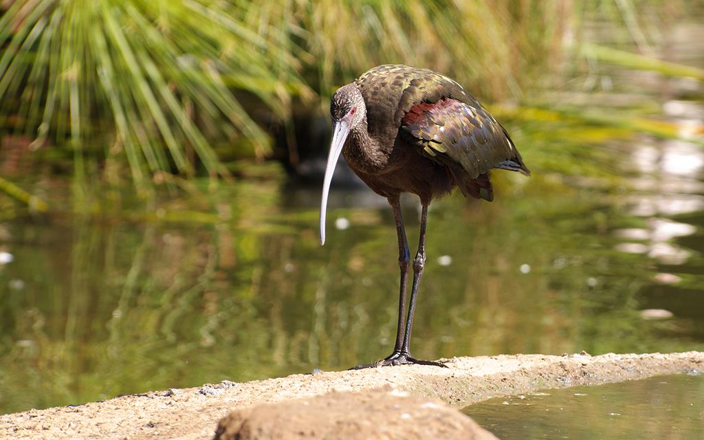 Ibis