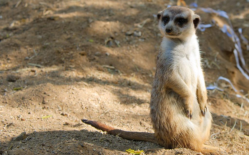 Meerkat-01