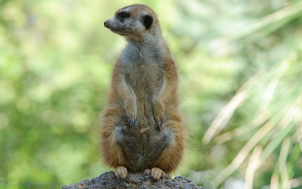 Meerkat-03