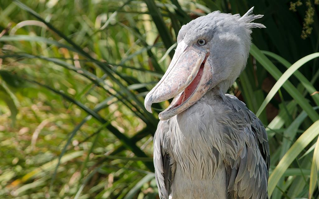 Shoebill-01