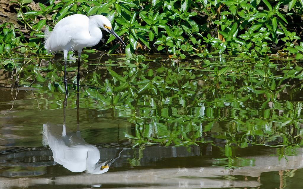 Snowy Egret-01