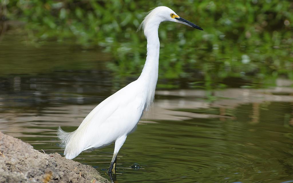 Snowy Egret-02