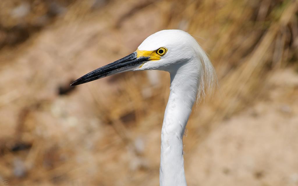 Snowy Egret-03