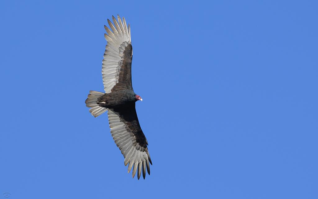 Turkey Vulture