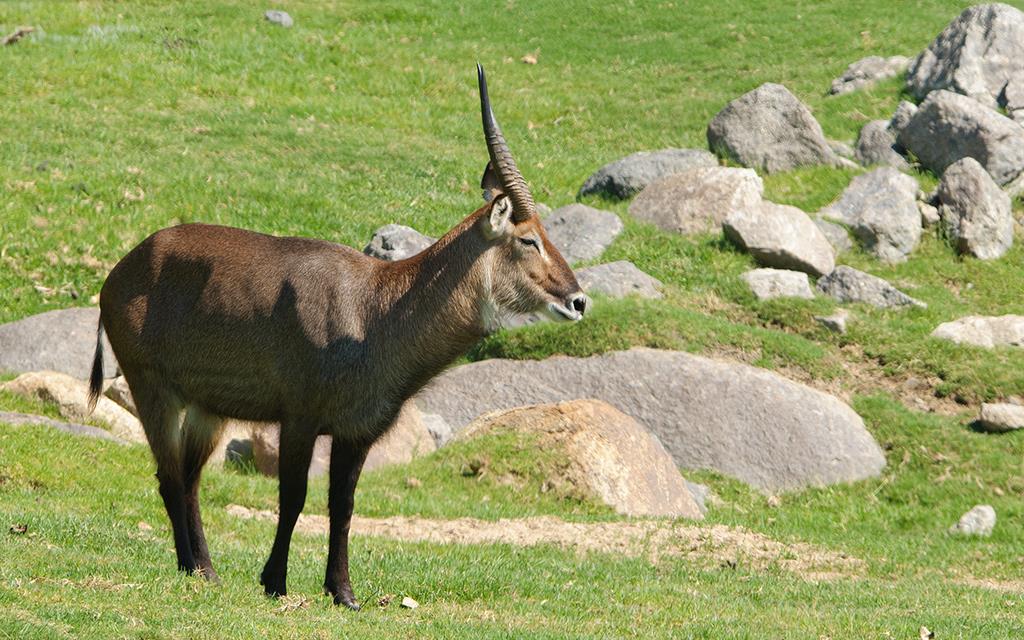 Waterbuck-03