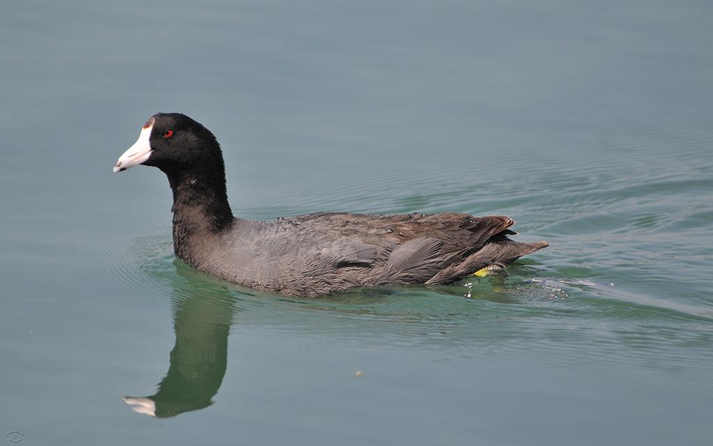 American Coot