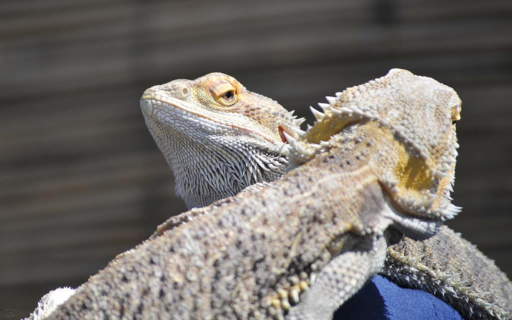 Bearded Dragons RenFaire-02