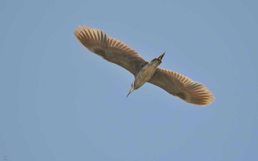 Black-Crowned Night Heron-01