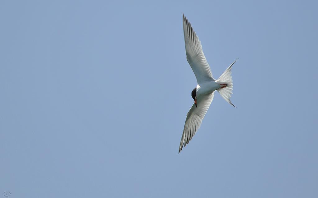 Elegant Tern-01