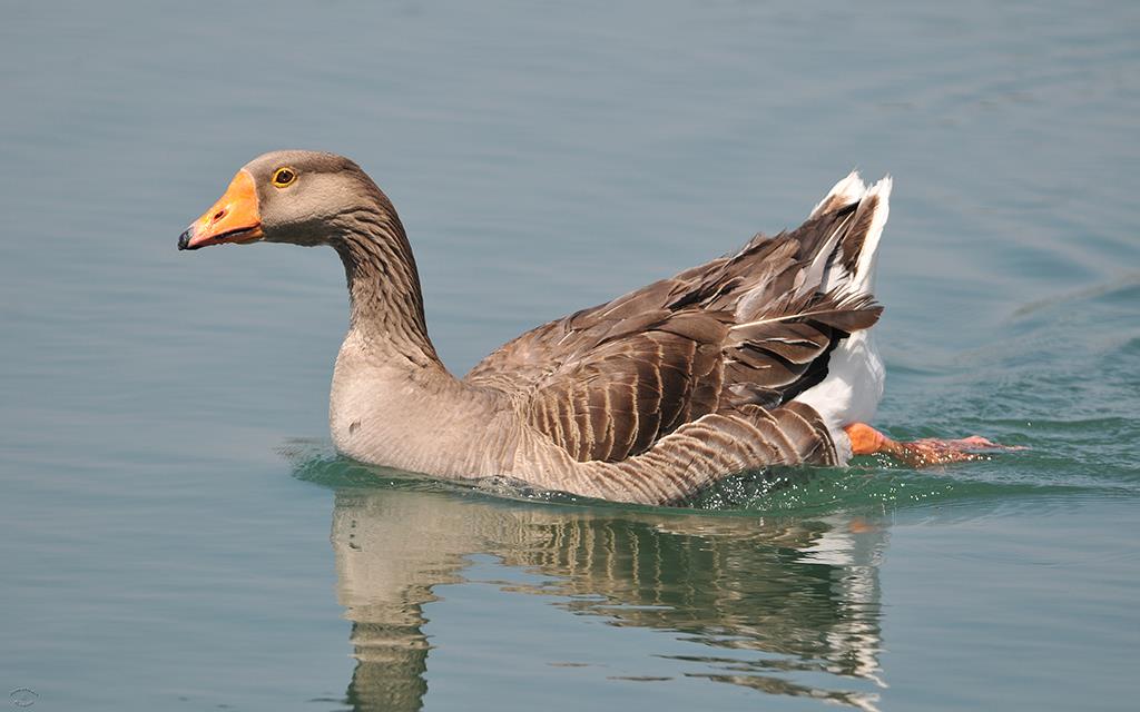 Goose-01