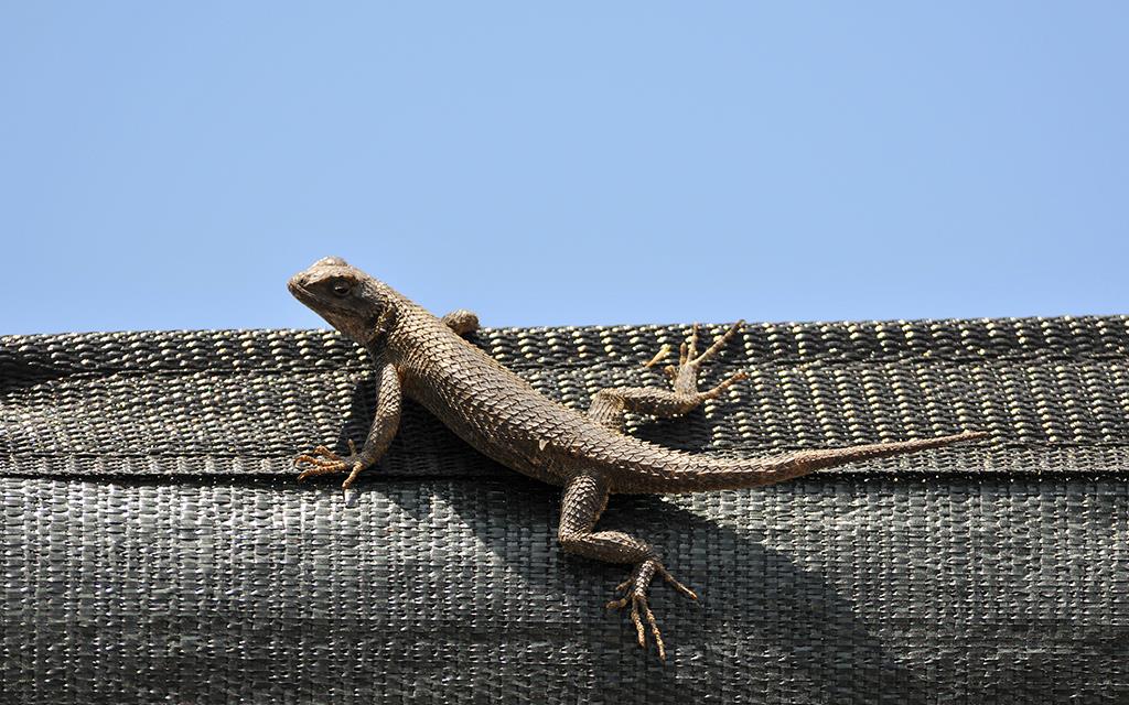 Western Fence Lizard RenFaire-01