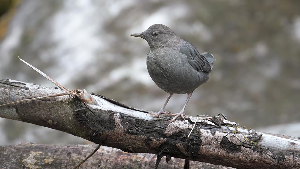 American Dipper (BC2017)-01