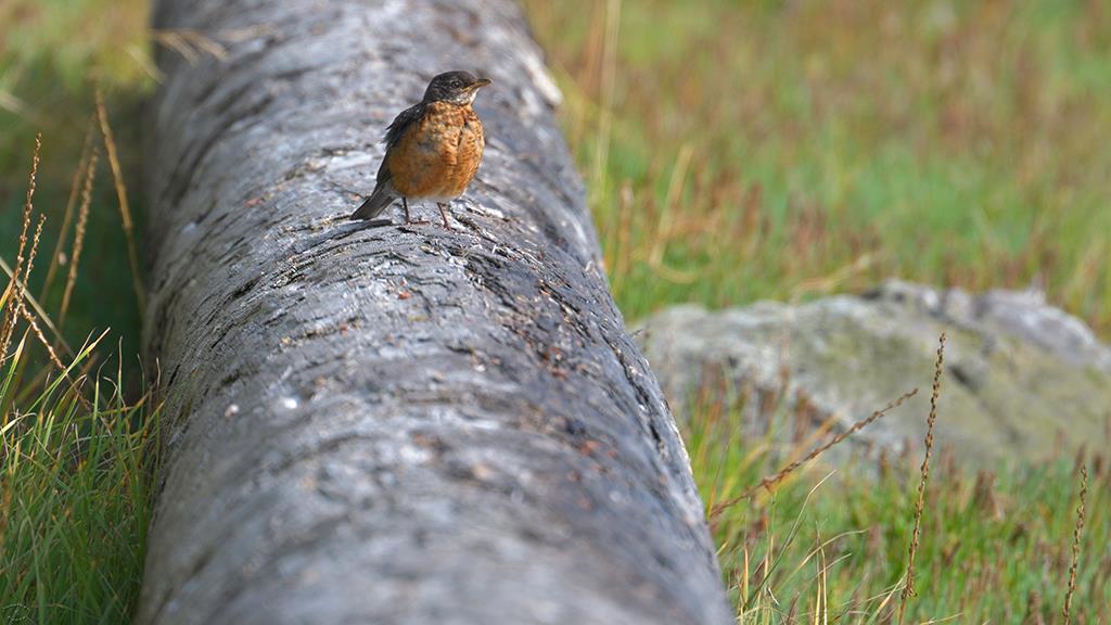 American Robin (BC2017)-02