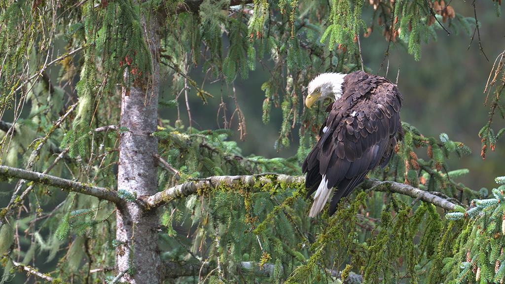 Bald Eagle (BC2017)-01