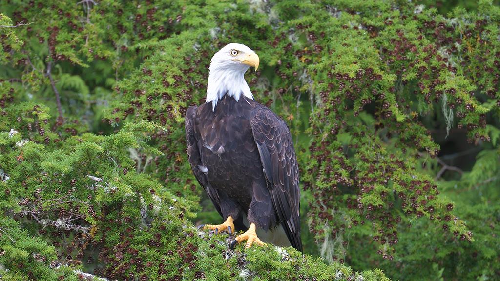 Bald Eagle (BC2017)-02