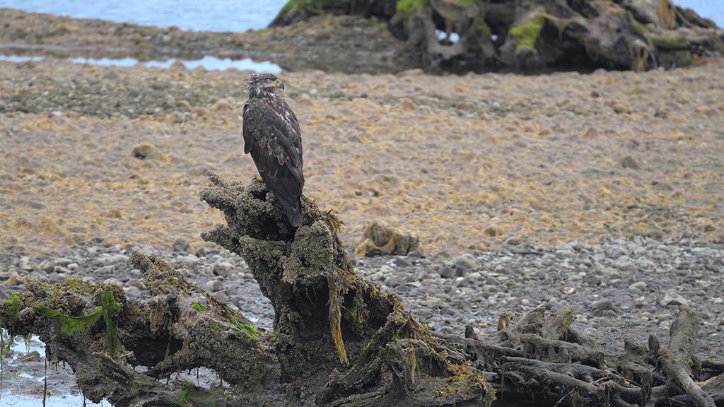 Bald Eagle (BC2017)-03