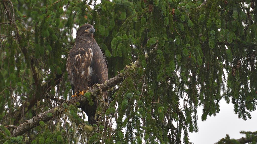 Bald Eagle (BC2017)-04