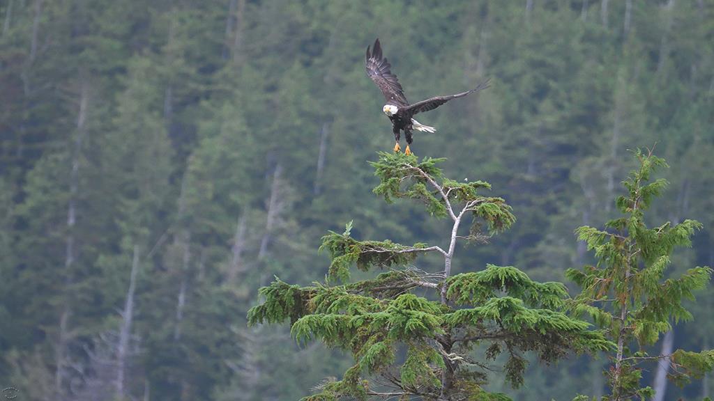 Bald Eagle (BC2017)-05