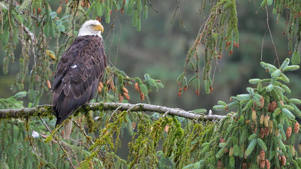 Bald Eagle (BC2017)-07