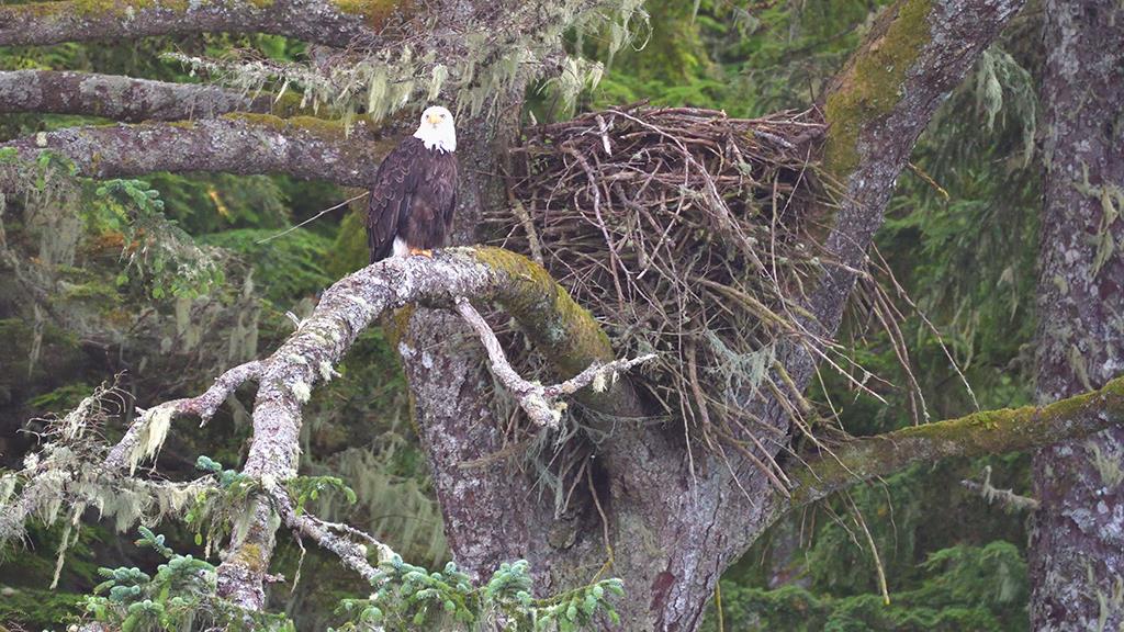 Bald Eagle (BC2017)-09