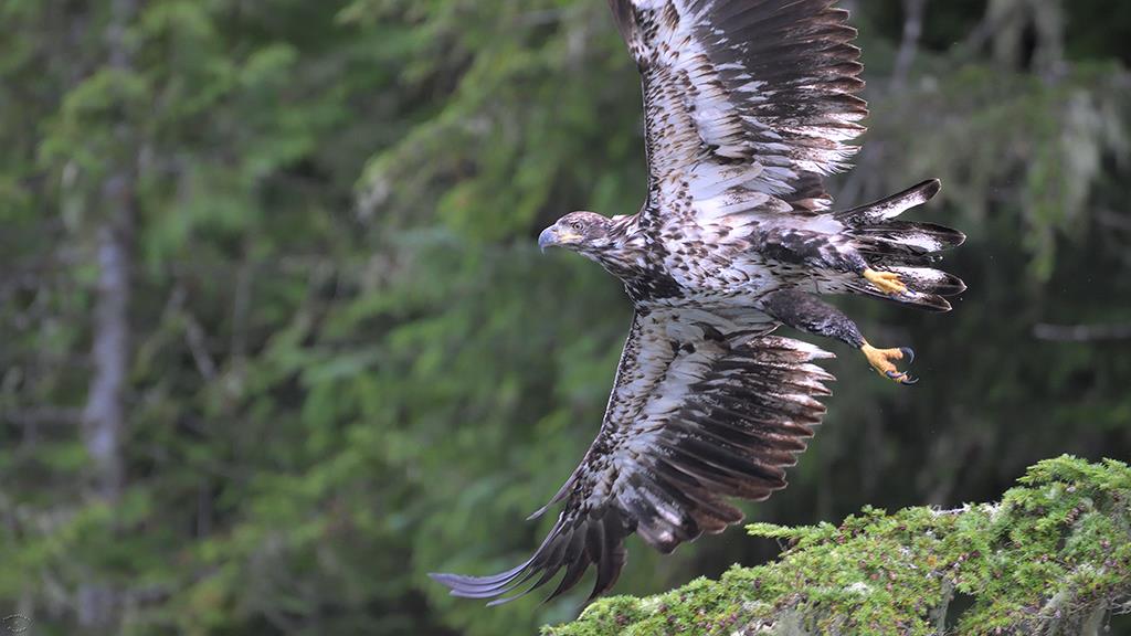 Bald Eagle (BC2017)-11