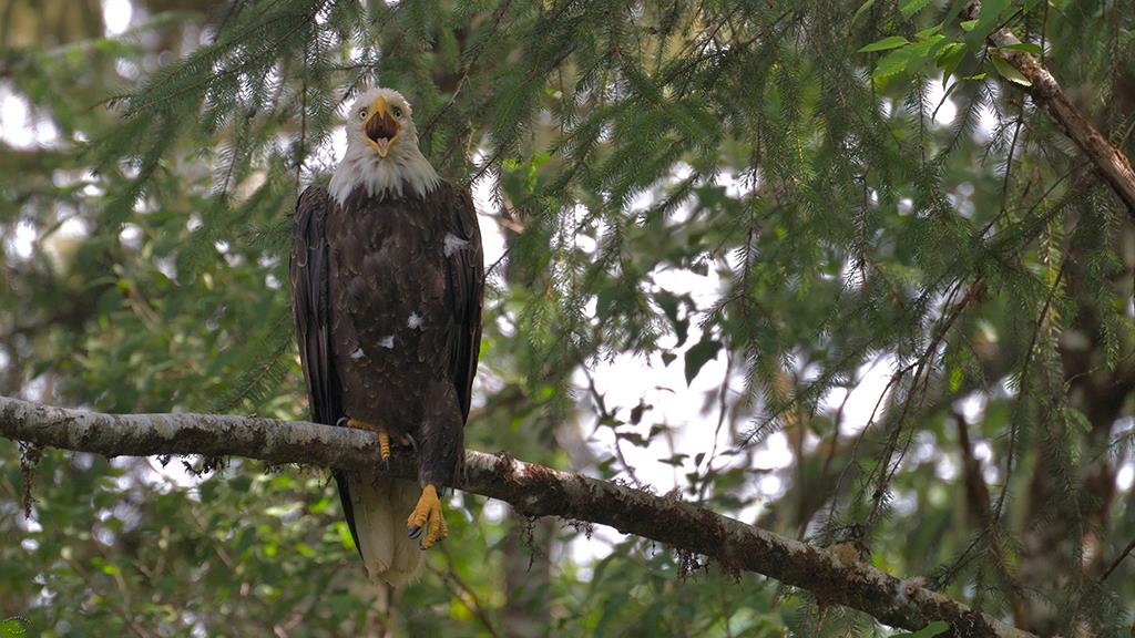 Bald Eagle (BC2017)-12