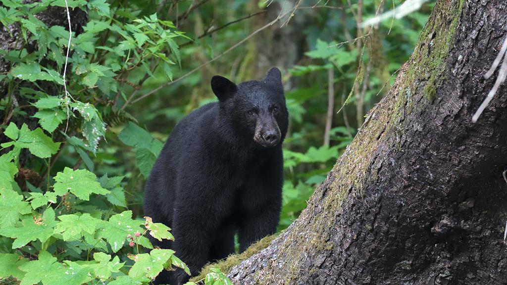 Black Bear (BC2017)-01