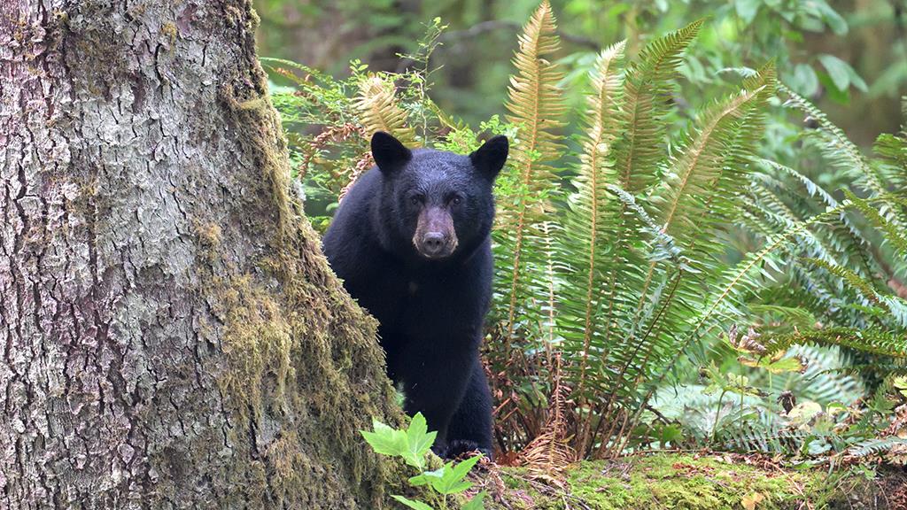 Black Bear (BC2017)-02